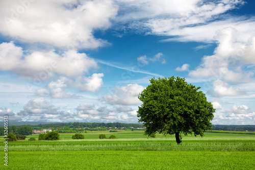 Tree on green field and cloudy sky