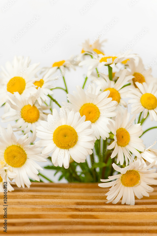 Fototapeta premium Margeriten, Leucanthemum vulgare, Sommerblumen