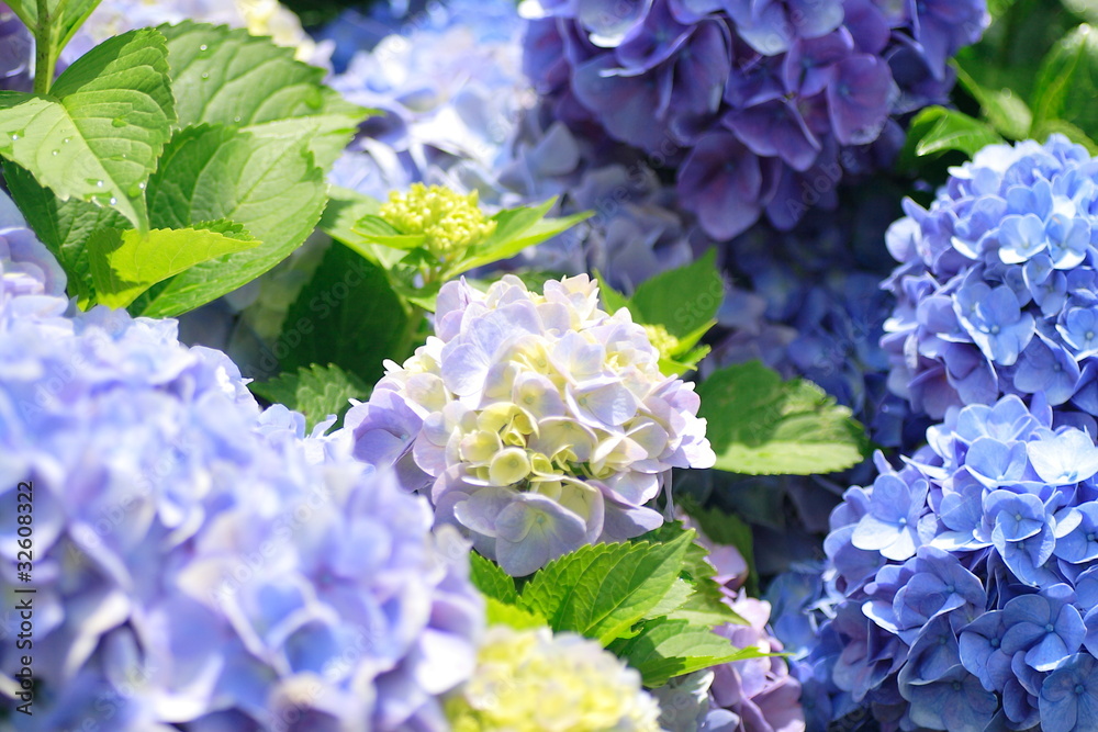 紫陽花  Hydrangea