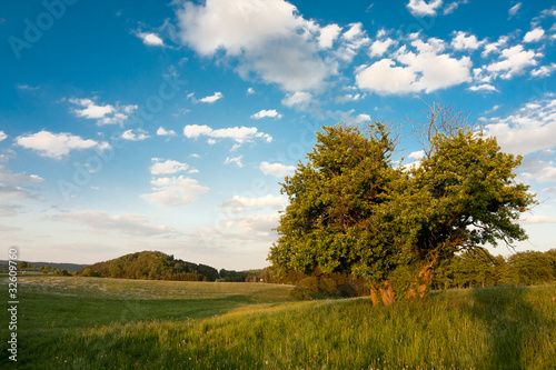 einzelner Baum