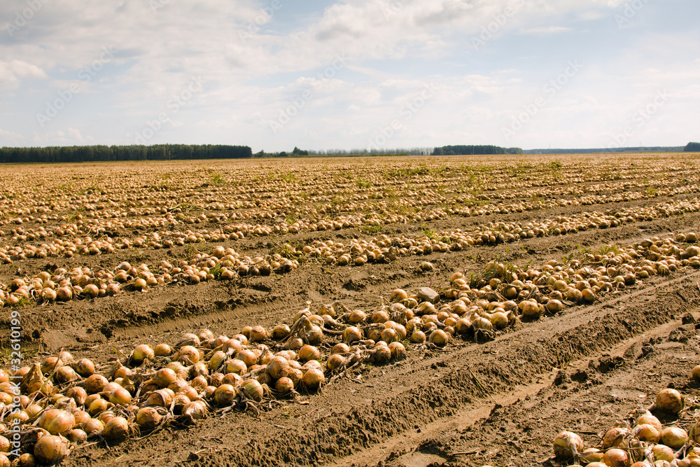 Fototapeta premium harvest company (onions)
