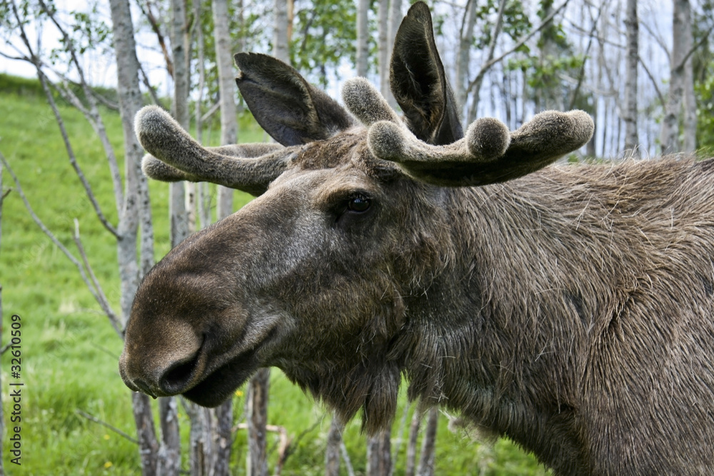 Fototapeta premium moose