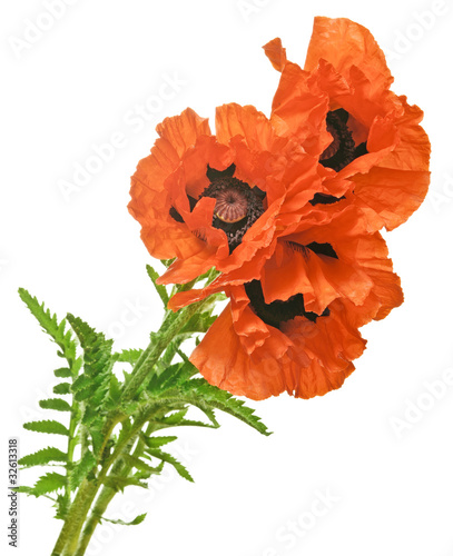 Fototapeta Naklejka Na Ścianę i Meble -  bouguet of poppies