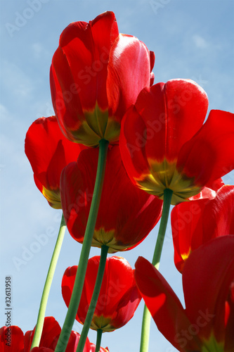 Red tulips buds on sky background