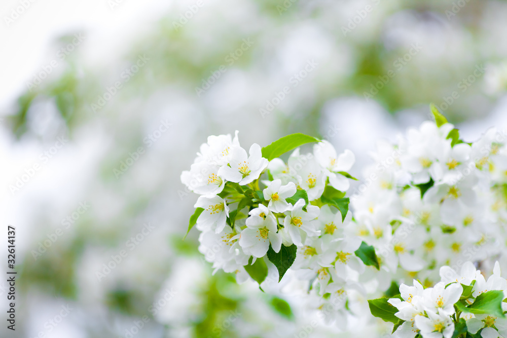 apple tree blossom branch macro apple tree blossom branch macro