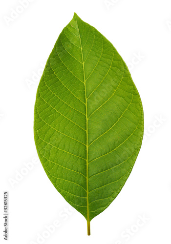 Walnut leaf isolated on white background with clipping path