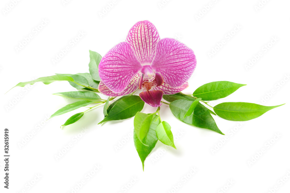 Naklejka premium Orchid
