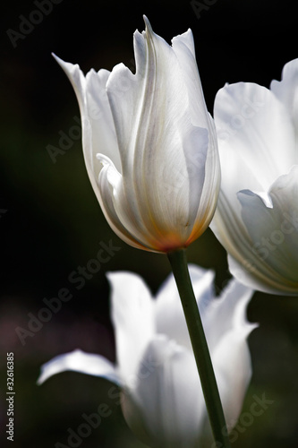 White beautiful tulips