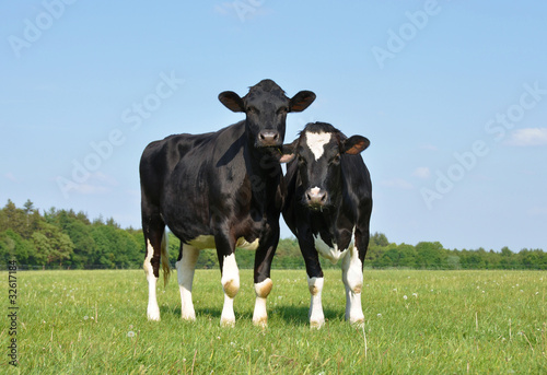 Two beautiful young curious cows in a meadow
