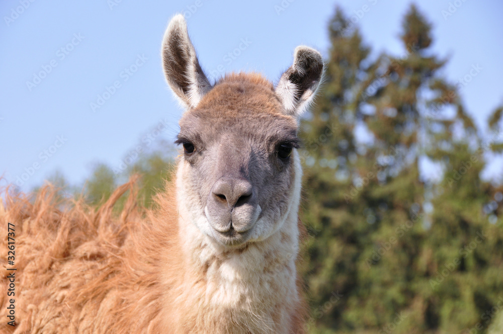 Close-up of a domestic llama (Lama glama)