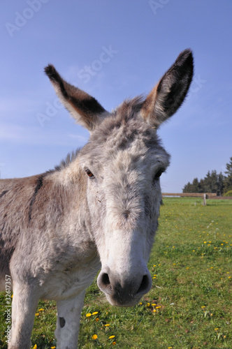 Close-up of a donkey (Equus asinus) looking into the camera