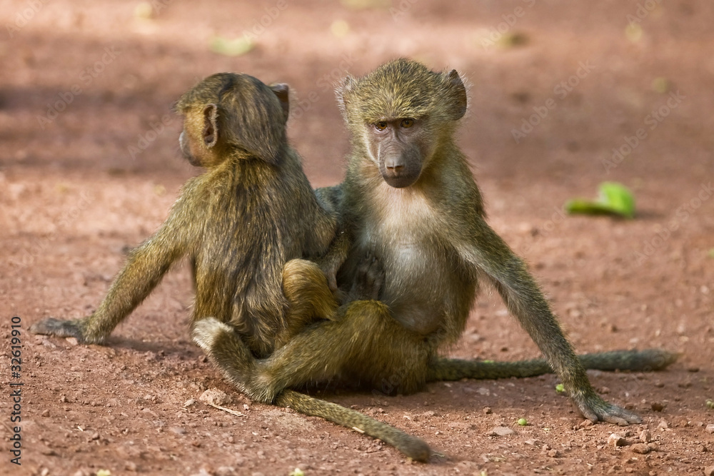 Young baboons in the Lake Manyara National Park, Tanzania Young baboons in the Lake Manyara National Park, Tanzania
