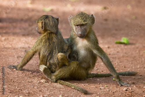 Young baboons in the Lake Manyara National Park, Tanzania