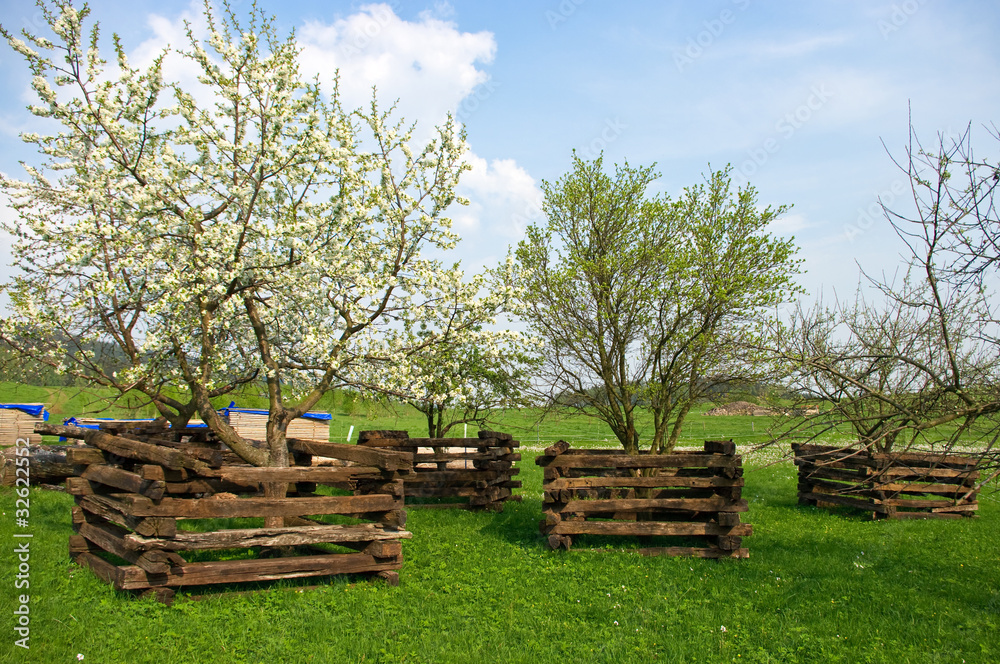Scene in orchard during the spring