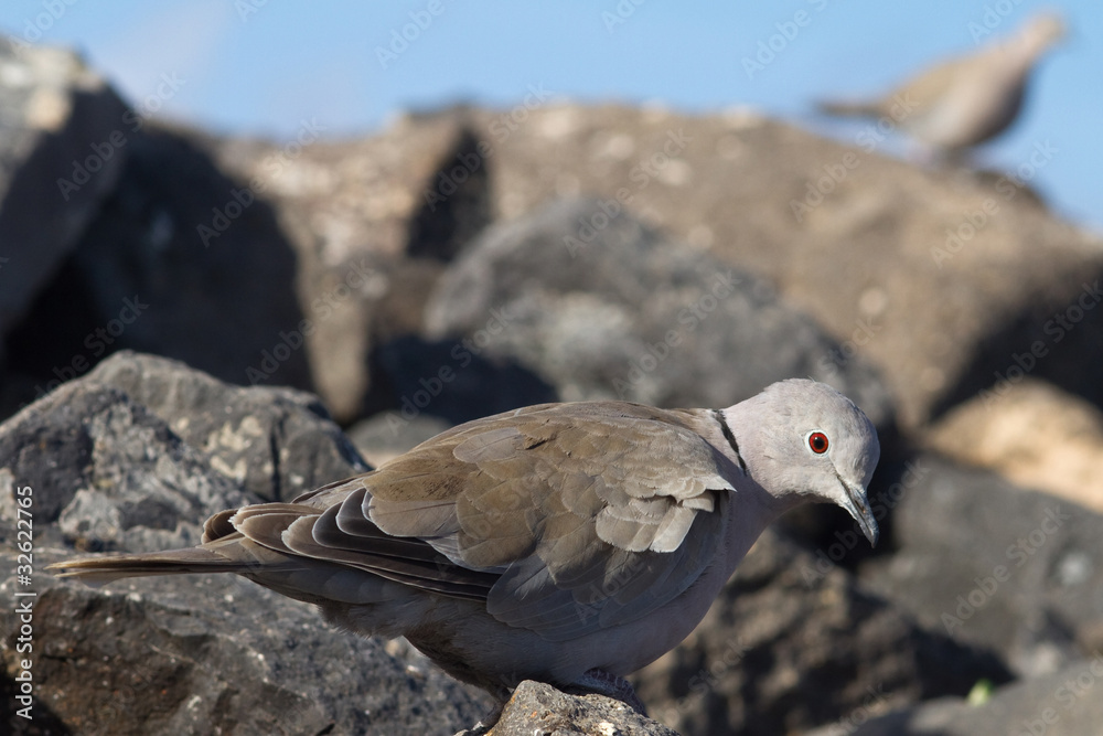Fototapeta premium Collard Dove