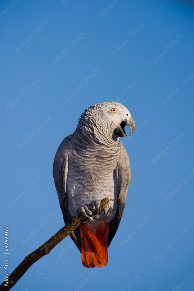 Obraz premium African Grey Parrot over blue sky
