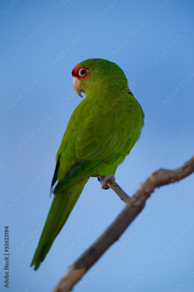 Colorful Green Parrot Isolated Over Blue Sky