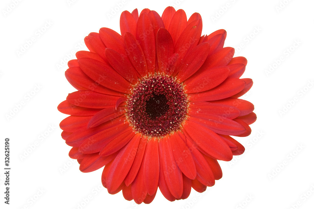 Red gerbera isolated on a white background .