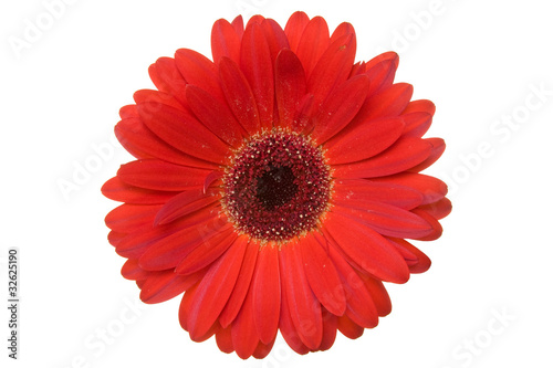 Red gerbera isolated on a white background .
