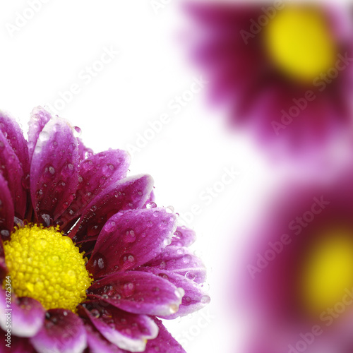 Fresh Spring Flowers on White Background