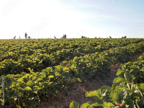 Selbstpflücker Erdbeerfeld photo