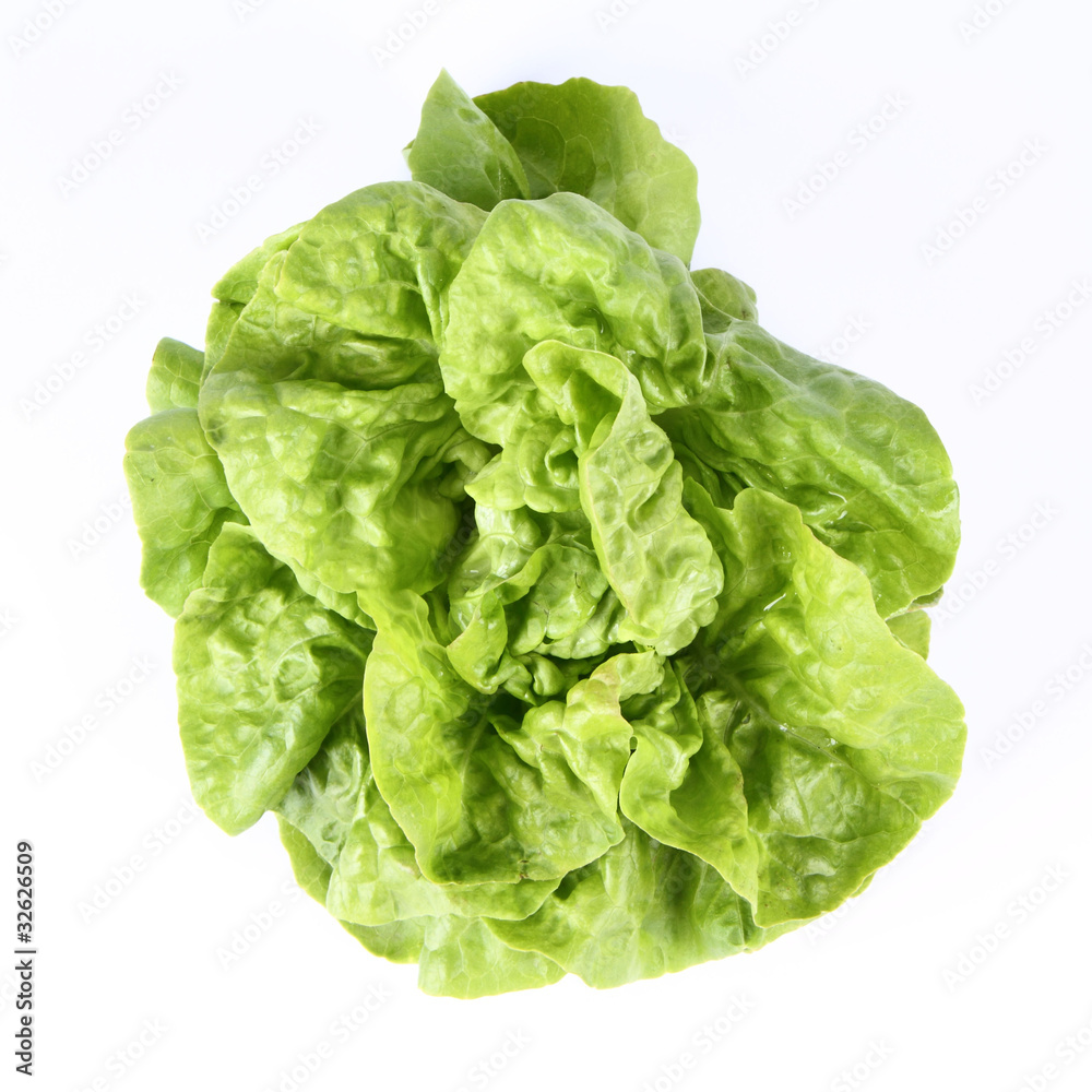 Lettuce on a white background Lettuce on a white background