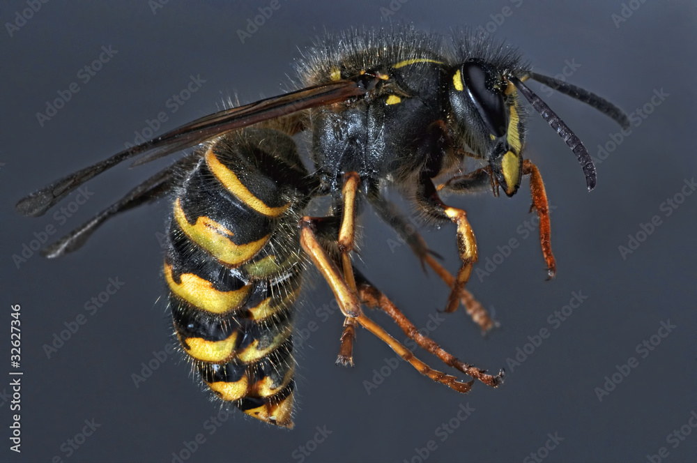Wasp Wasp
