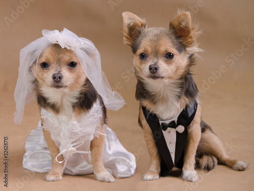 Dog's wedding-male and female chihuahua dressed as bride/ groom