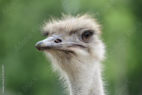 Photo of ostrich