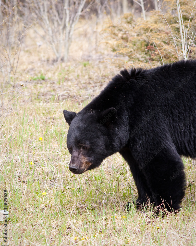 Black Bear Black Bear