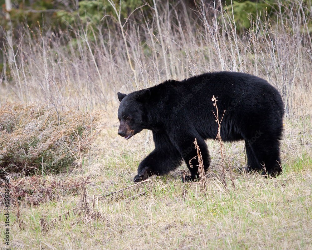 Fototapeta premium Black Bear