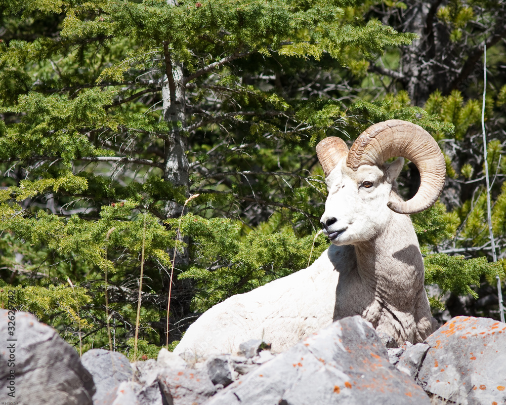 Fototapeta premium Bighorn sheep Ram