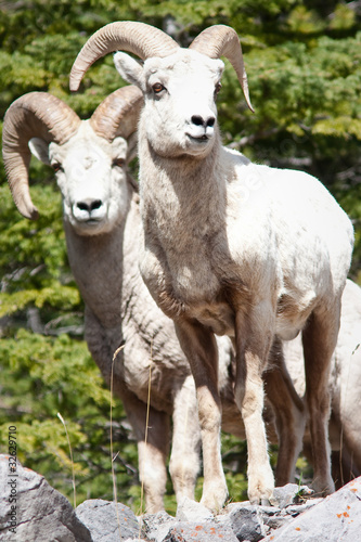 Bighorn sheep Rams