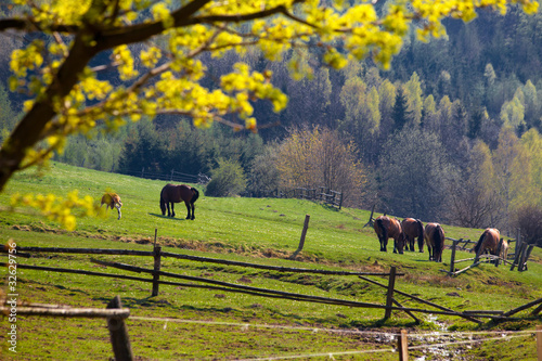 Spring landscape