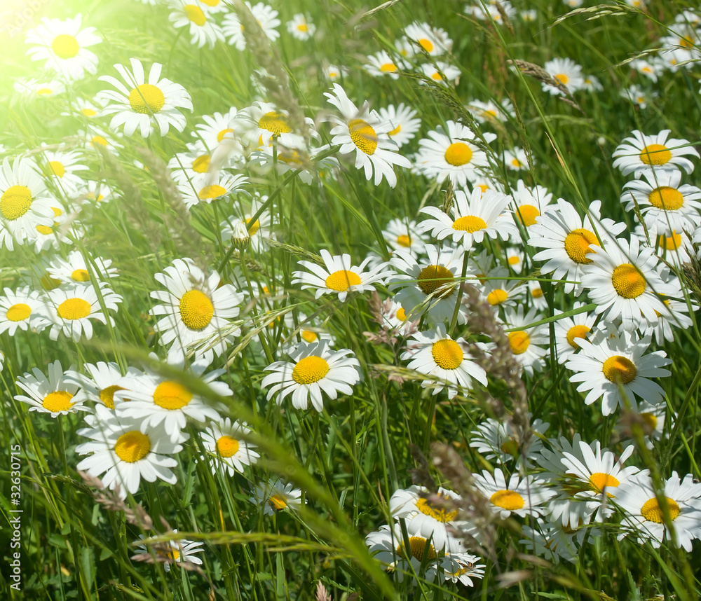 Fototapeta premium camomile