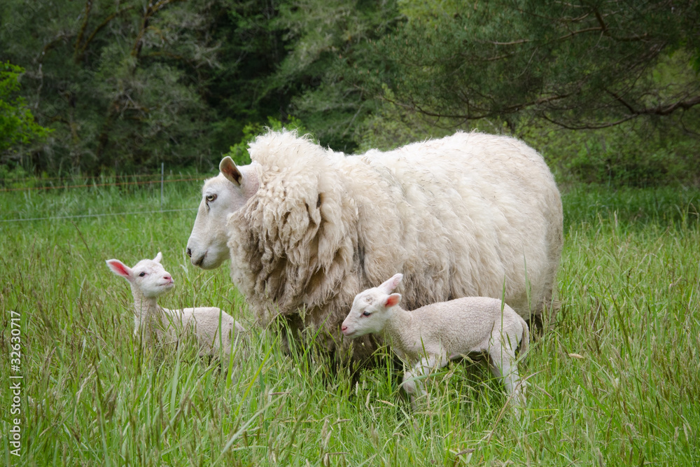 Obraz premium Mother sheep with her two day-old babies in a spring field.