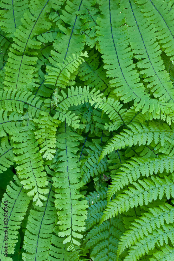 Maidenhair fern Maidenhair fern