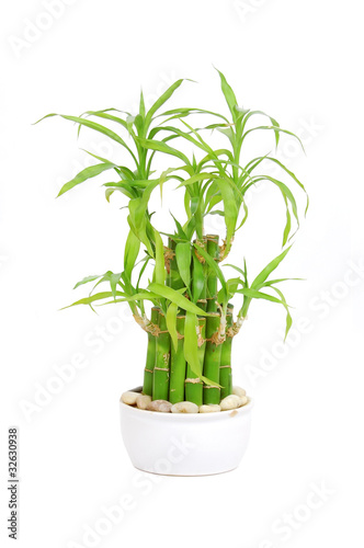 Lucky bamboo (Dracaena sanderiana), isolated on white background