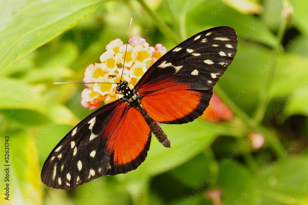 Golden Helicon Butterfly Golden Helicon Butterfly