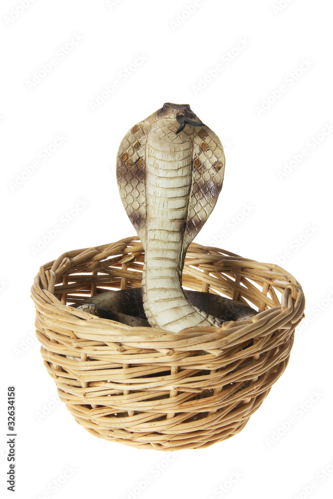 Fototapeta premium Rubber Cobra in Basket