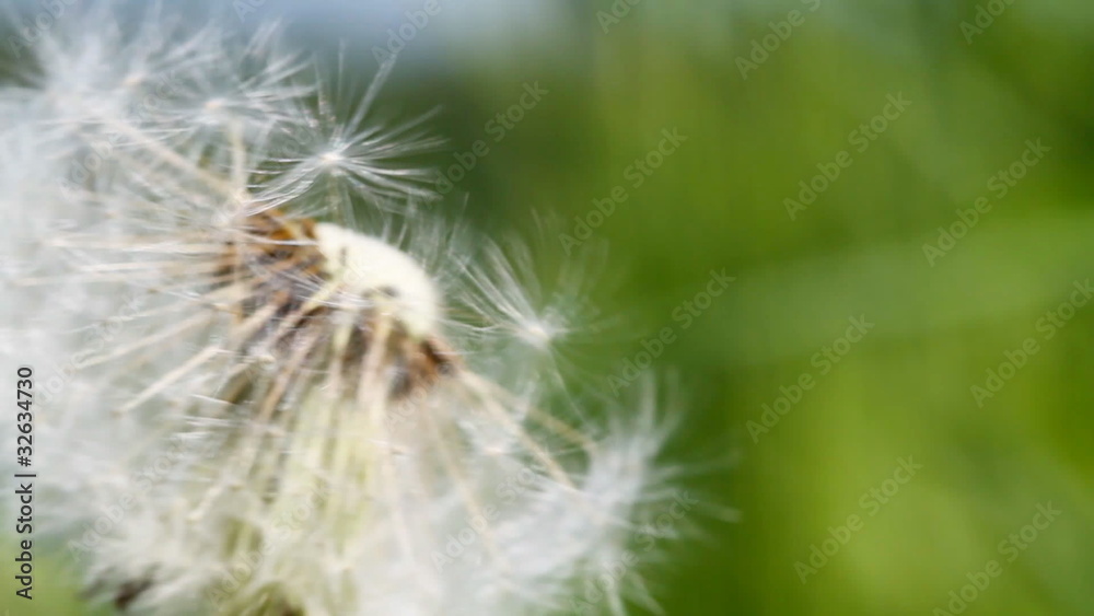 blowball, dandelion, macro