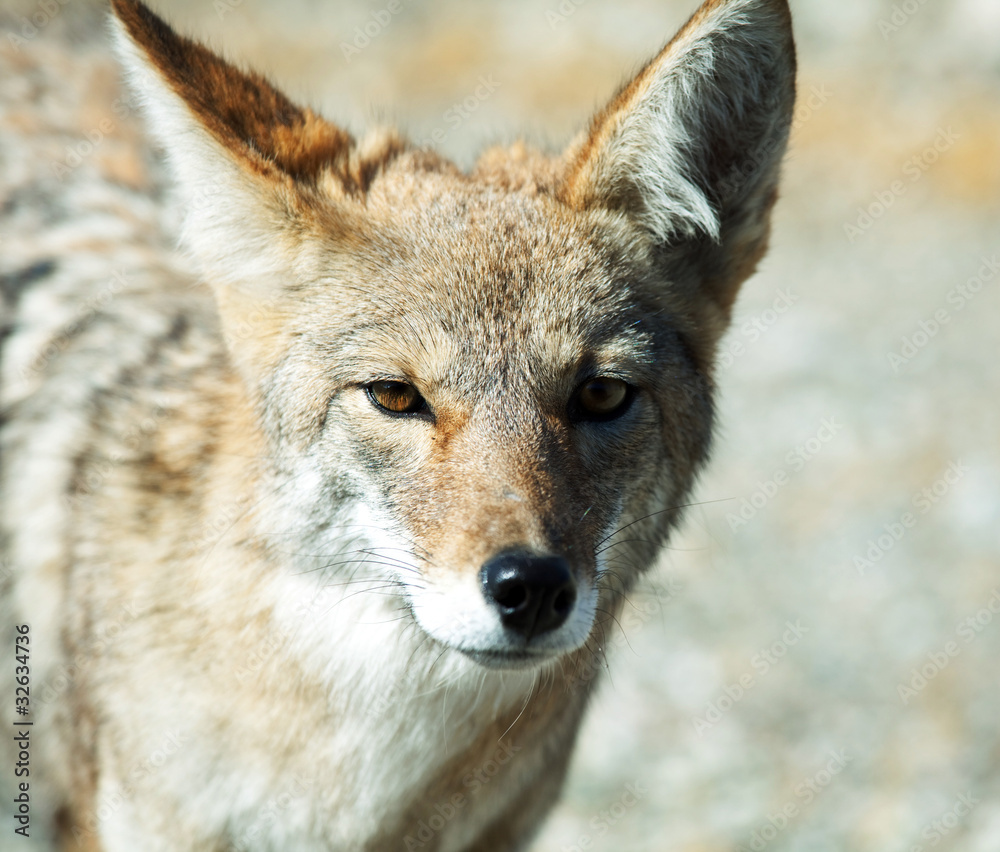 Fototapeta premium Coyote