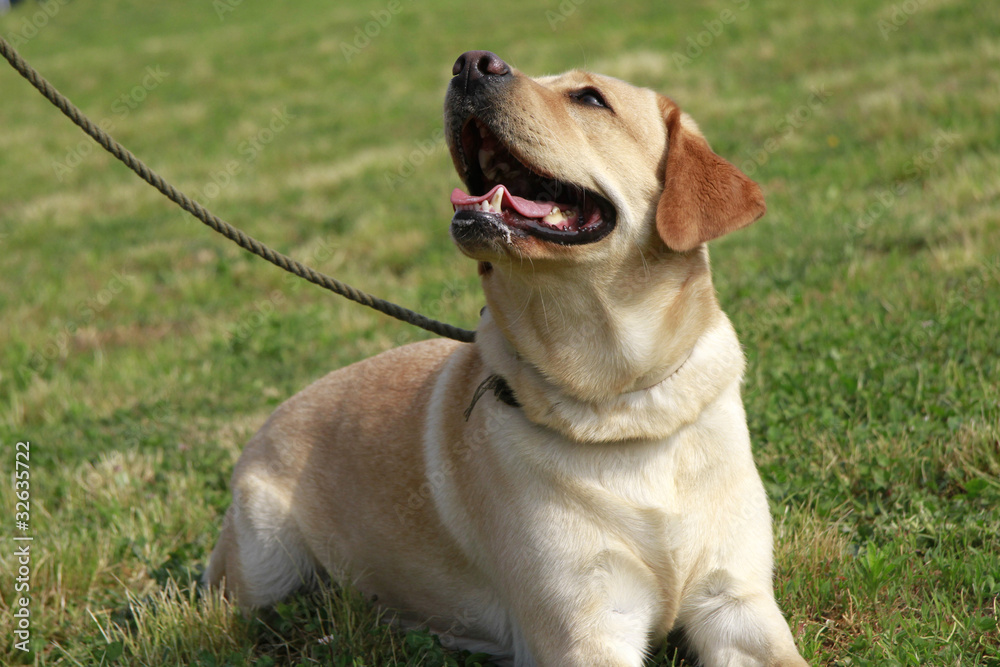 portrait of a female adult labrador portrait of a female adult labrador