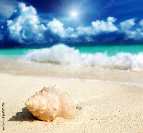 seashell on the beach (shallow DOF) © Iakov Kalinin
