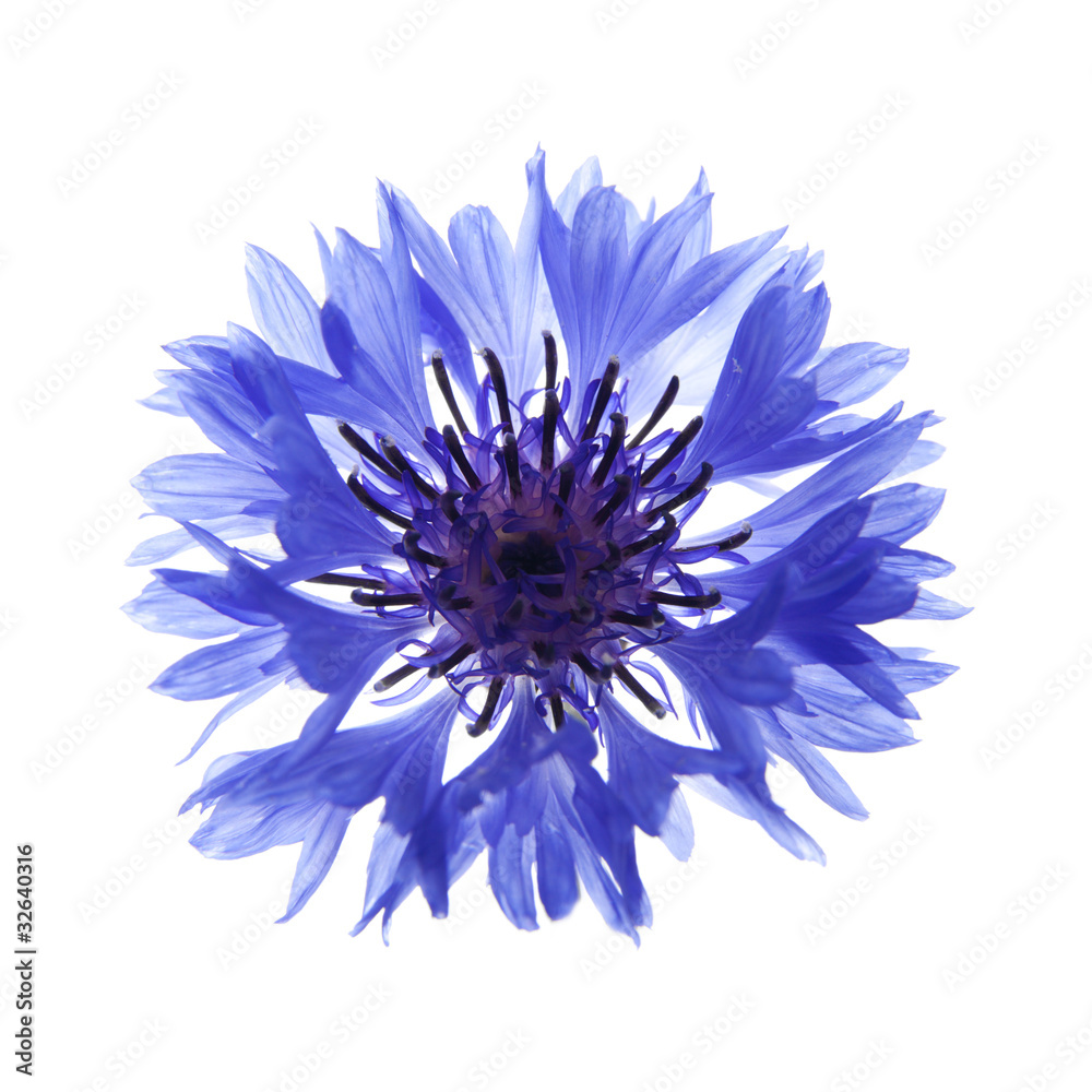 cornflower cornflower