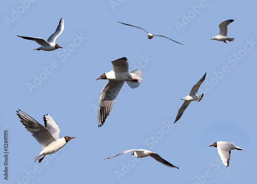 Gulls (Larus ridibundus) in flight