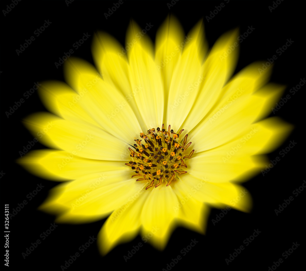 Yellow Daisy with Radial Blur Isolated on Black