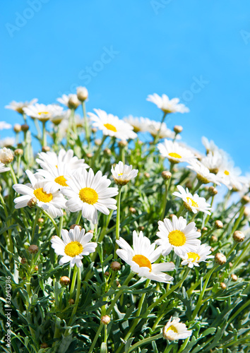 daisies on blue sky background © LiliGraphie