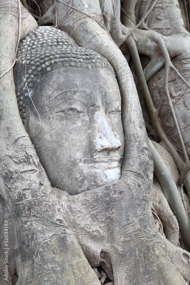 Buddha statue entwined by roots of spiritual tree at Wat Phra Ma