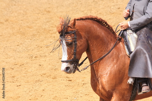 pferd in andalusien